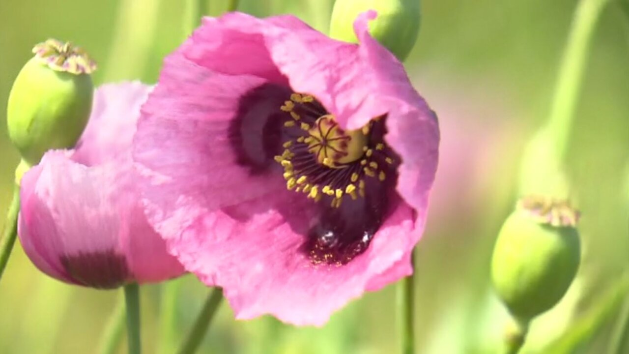栽培すると違法に…危険なケシの花の見分け方を知っておこう